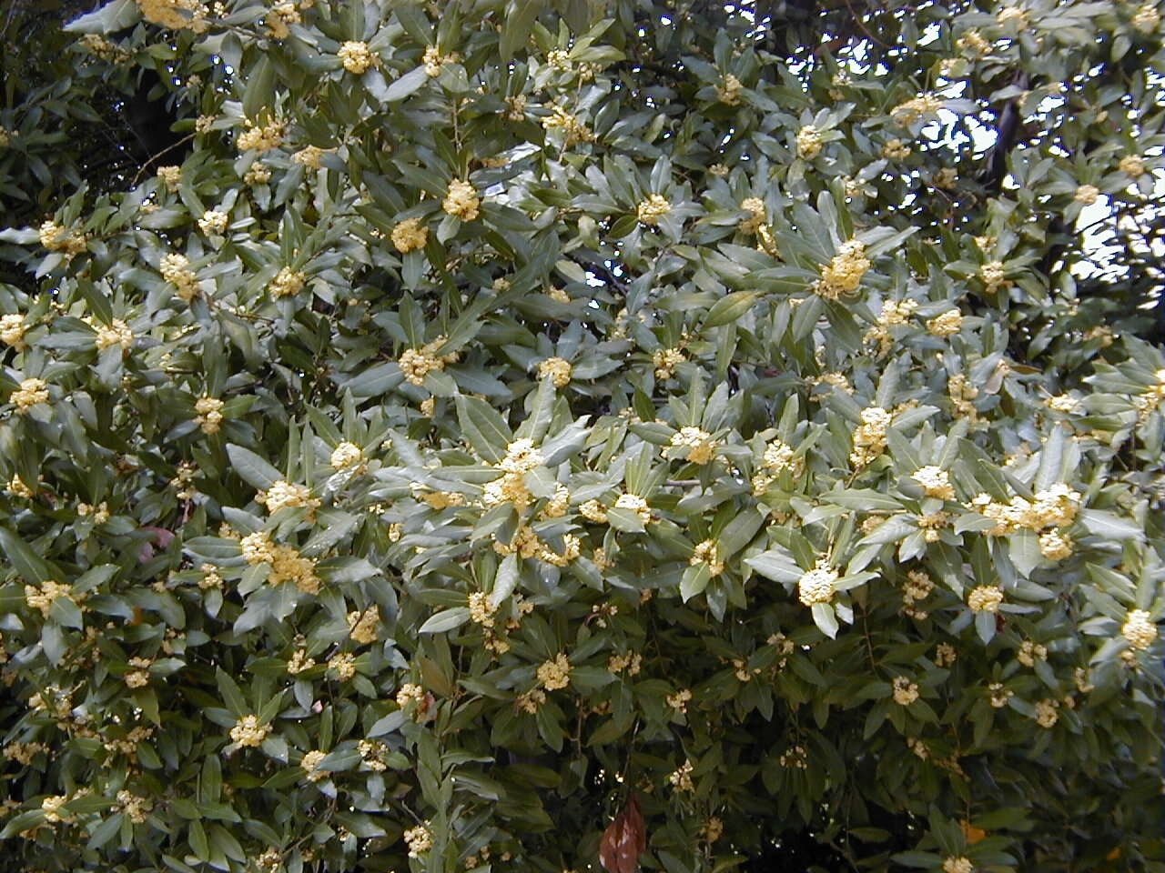 Image of Laurus Nobilis