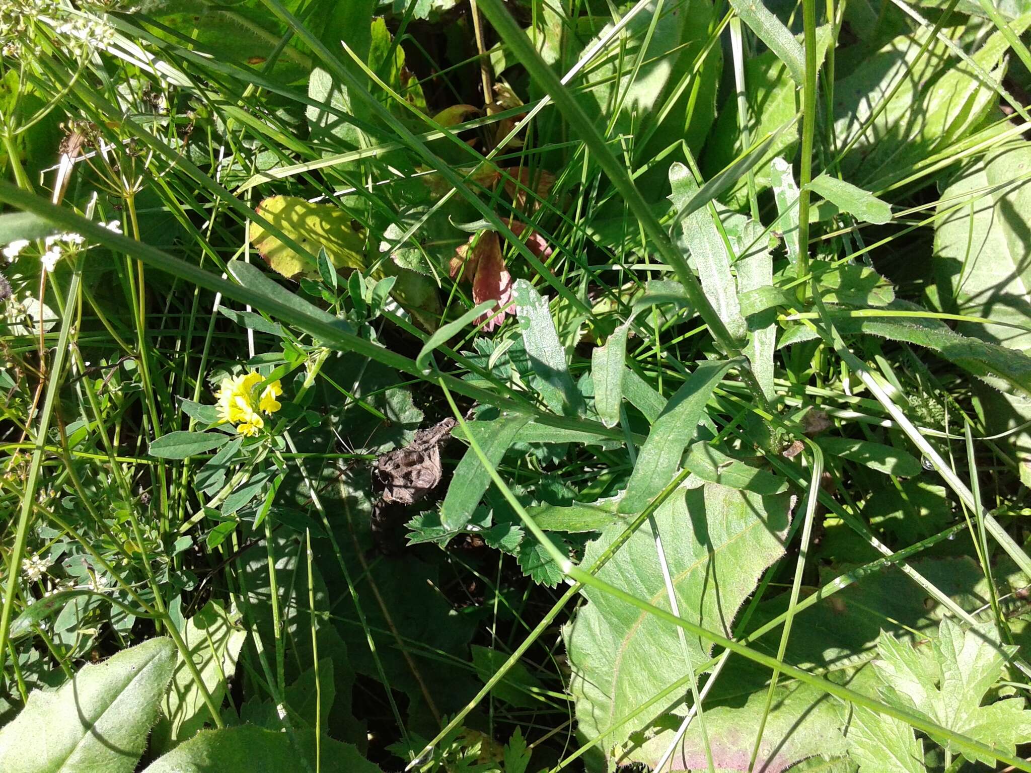 Image of Leucanthemum ircutianum (Turcz.) DC.