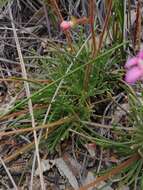 Plancia ëd Stylidium leptophyllum DC.