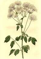 Image of Thalictrum aquilegiifolium