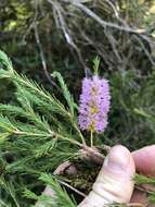 Image of Melaleuca diosmatifolia Dum.-Cours.