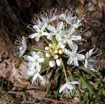 Imagem de Rhododendron tomentosum (Stokes) Harmaja