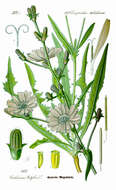 Image of chicory