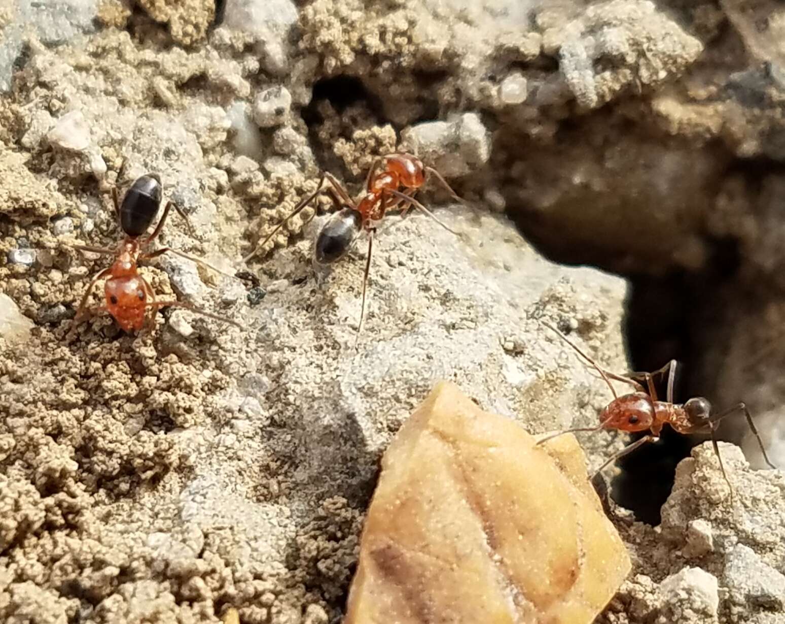 Image of Bi-colored Pyramid Ant