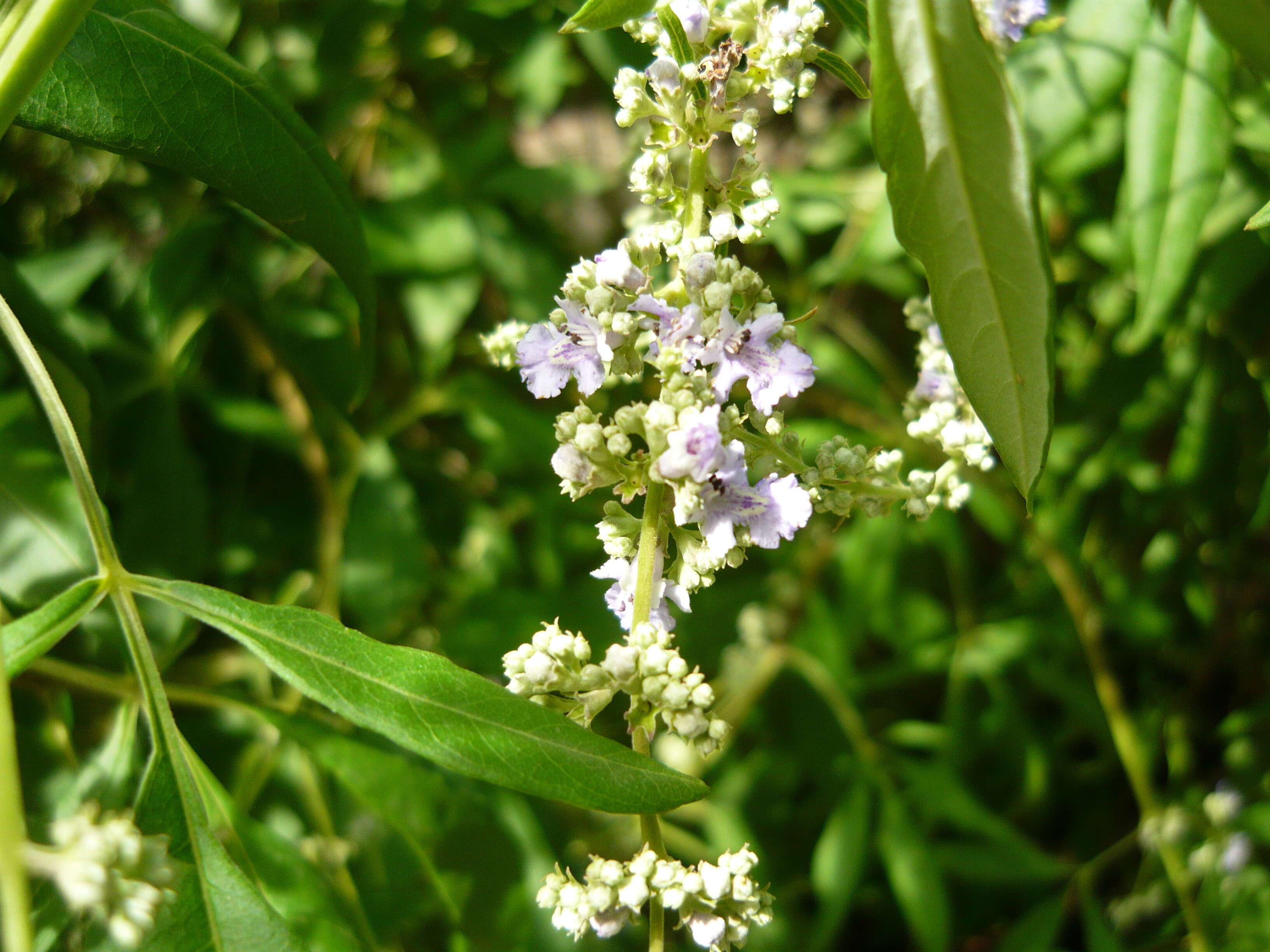 Image of Chinese Chaste-tree