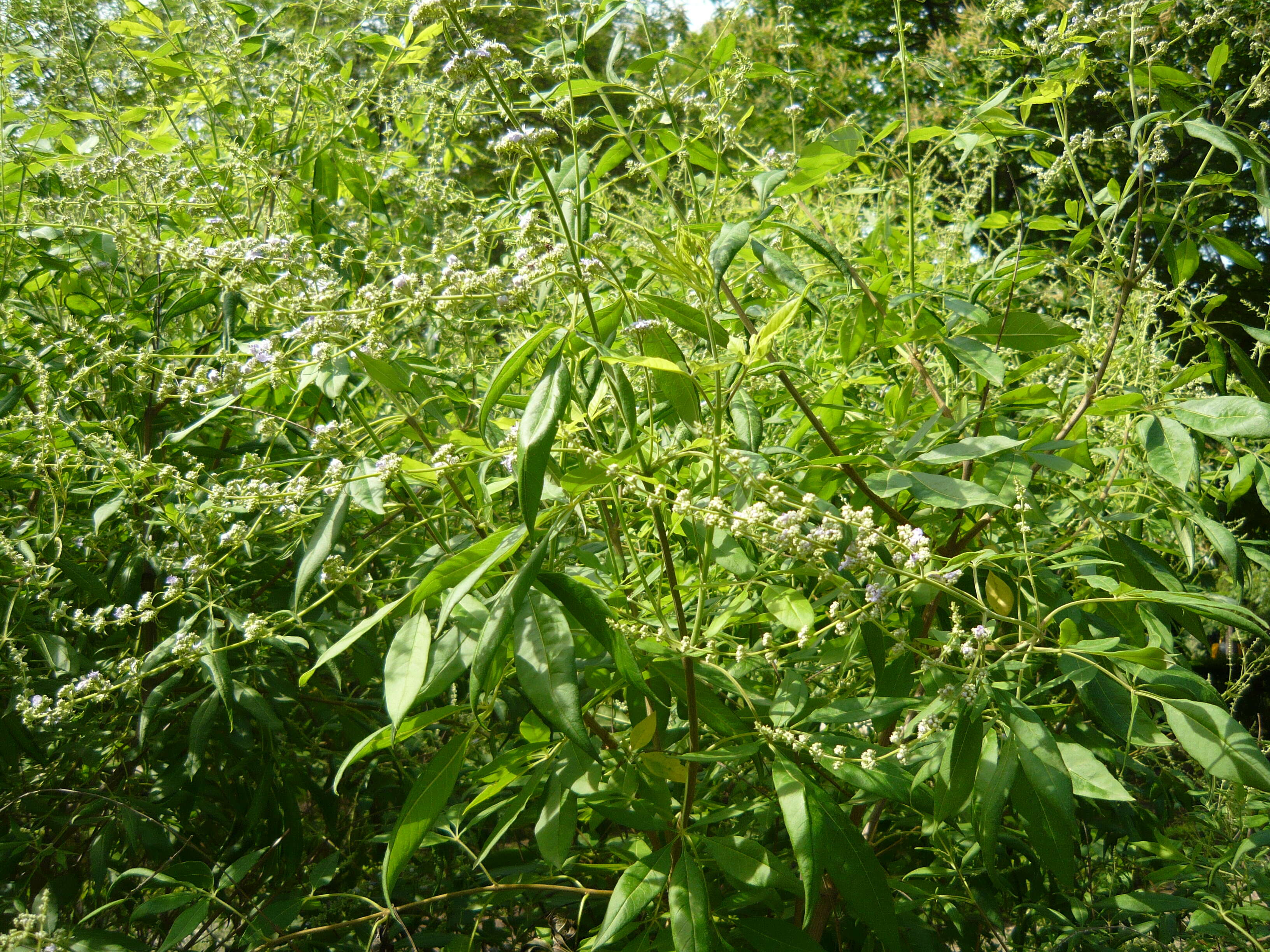 Image of Chinese Chaste-tree