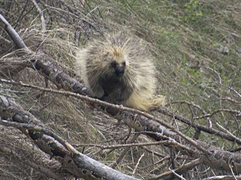 Image of North American porcupine