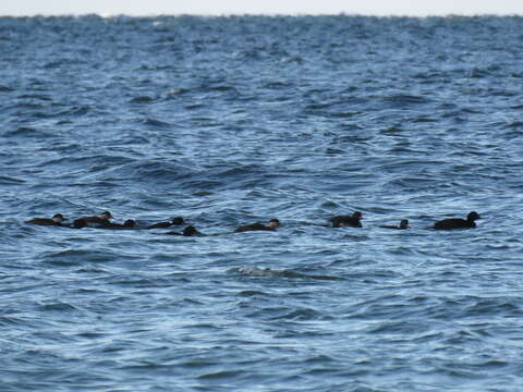 Image of Common Scoter