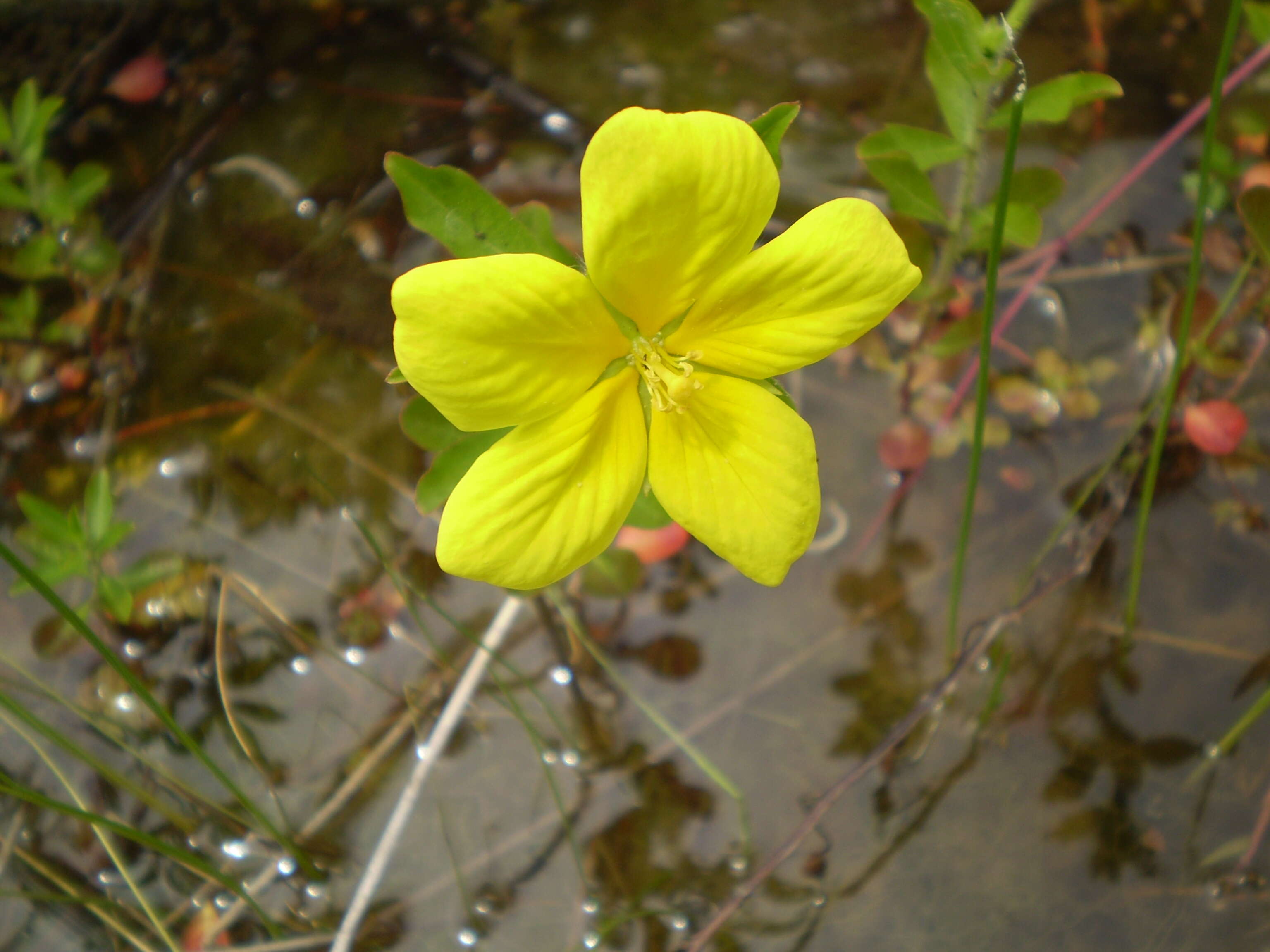 Ludwigia grandiflora var. hexapetala (Hook. & Arn.) D. B. Ward resmi