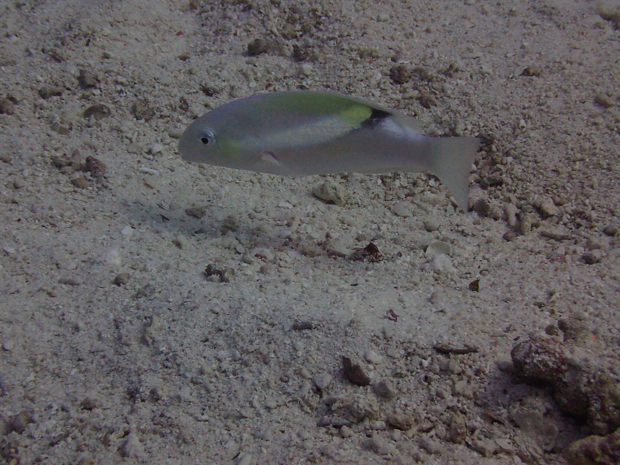 Image of Darkstripe tuskfish