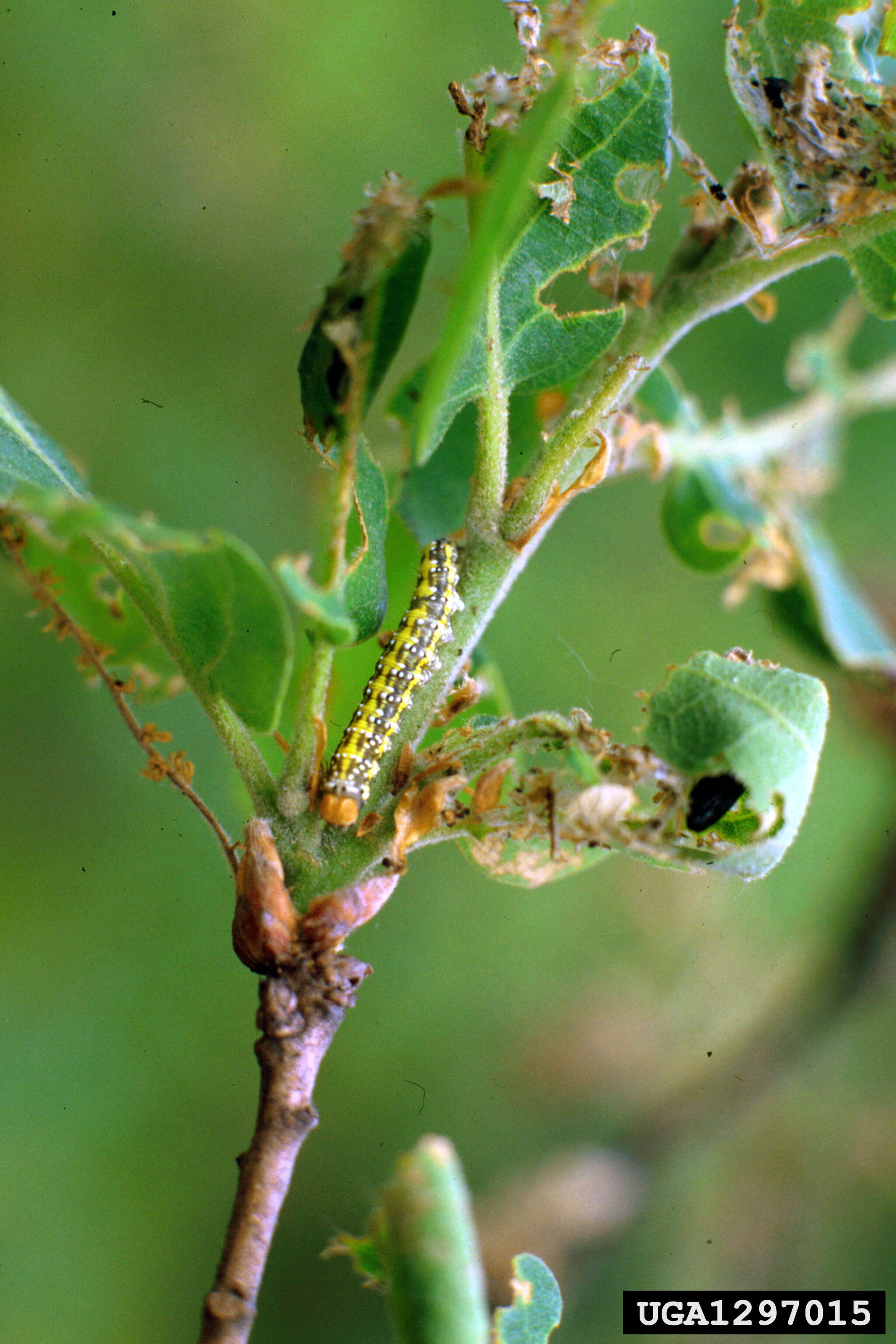 Image of Polyploca