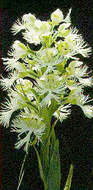 Image of Western prairie fringed orchid