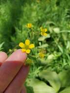 Imagem de Geum macrophyllum var. perincisum (Rydb.) Raup