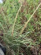 Image of Nealley's Viper Grass