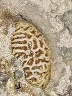 Image of Golfball coral