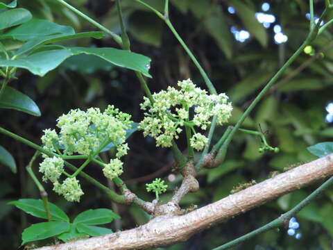 Image of Tetrastigma thorsborneorum B. R. Jackes