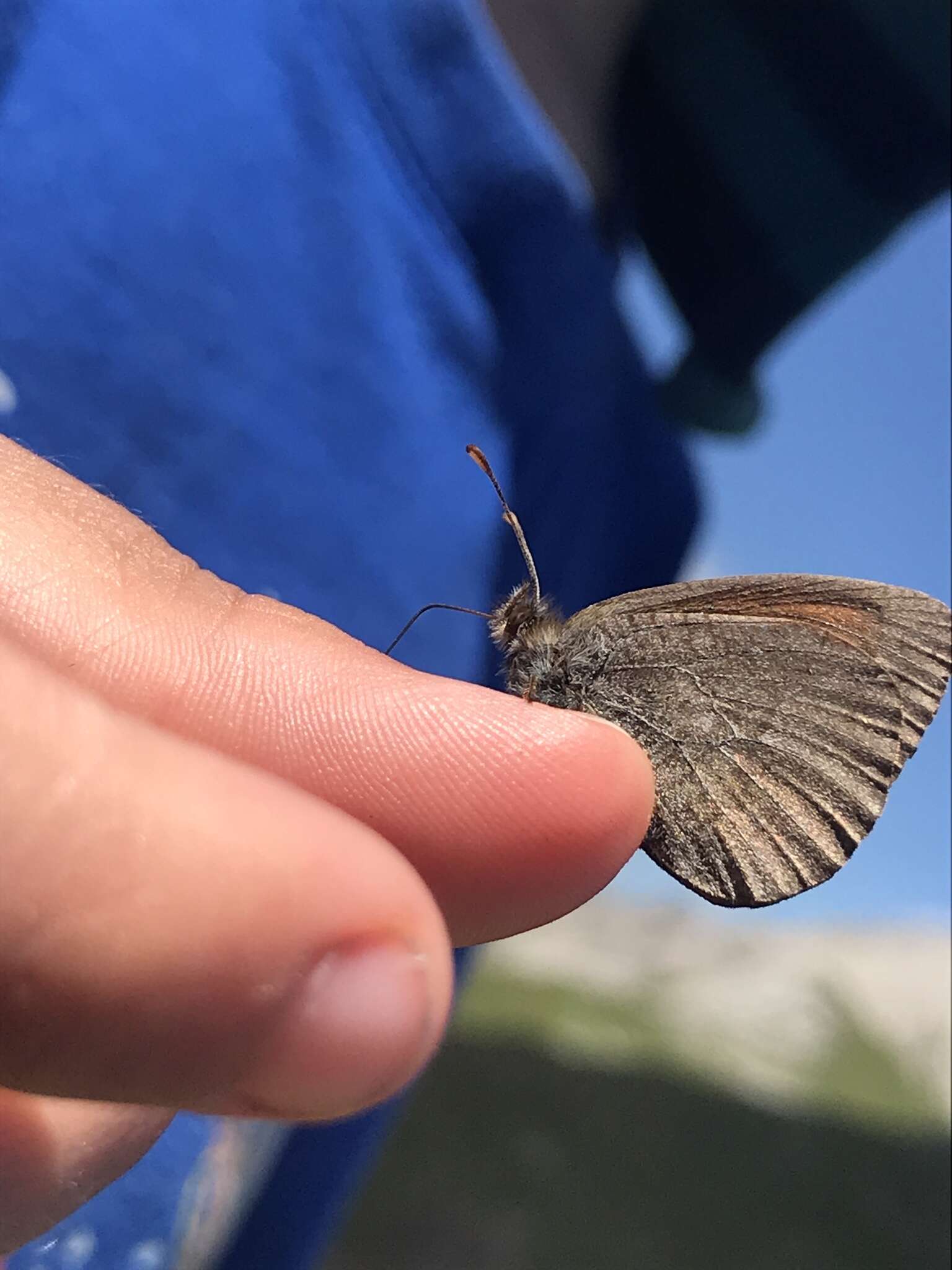 Image of Swiss Brassy Ringlet