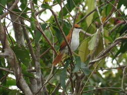 Image of Red-and-white Spinetail