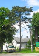 Image of Black Pine