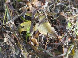 Image of toothed wrack