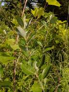 Image of bayberry willow