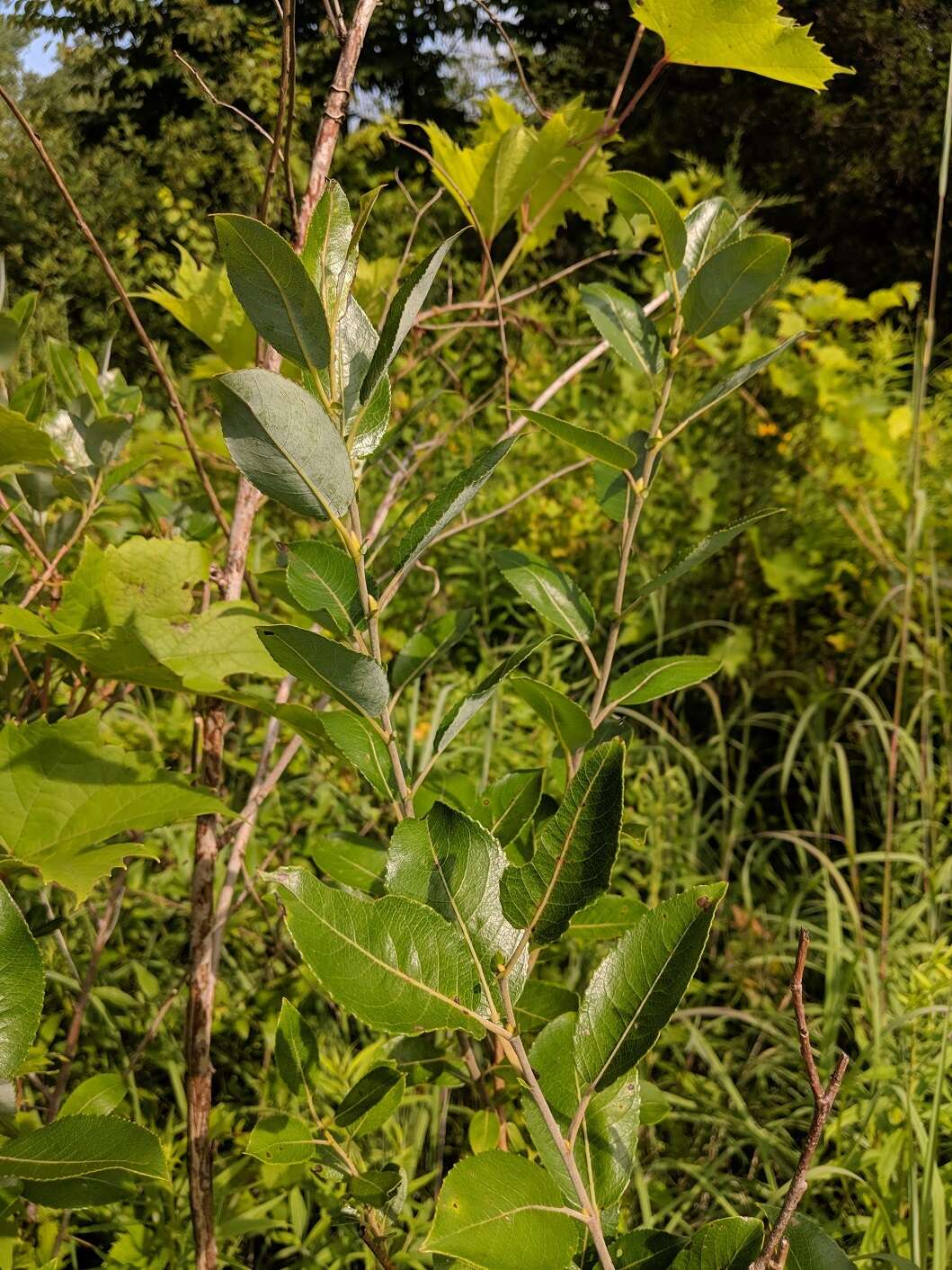 Salix myricoides Muhl.的圖片