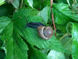 Image of Copse Snail