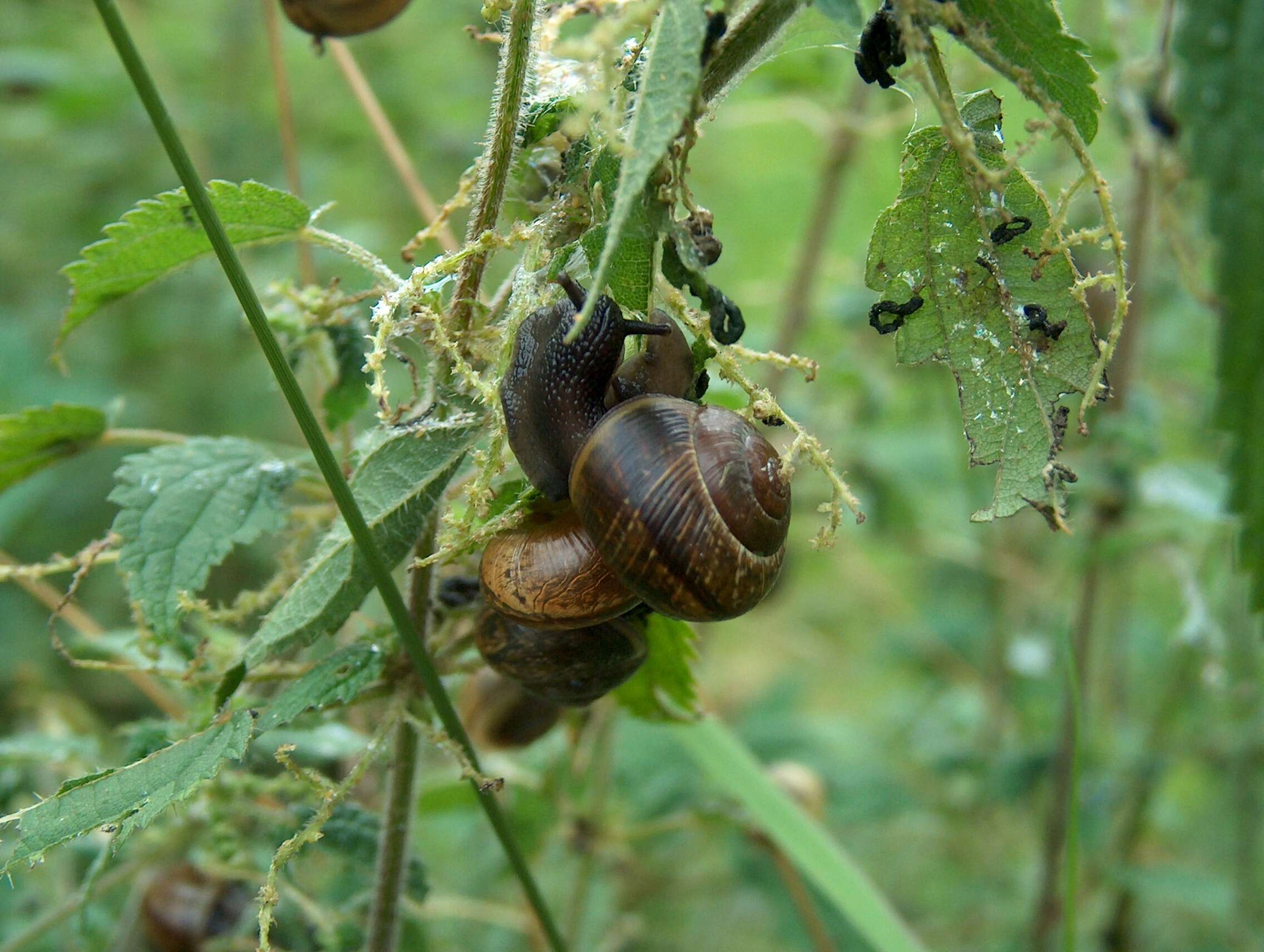 Image of Copse Snail