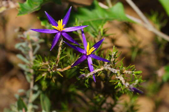 Image of Calectasia intermedia Sond.