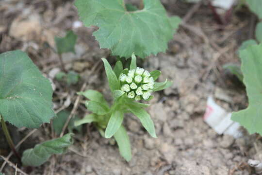 Image of Bog rhubarb