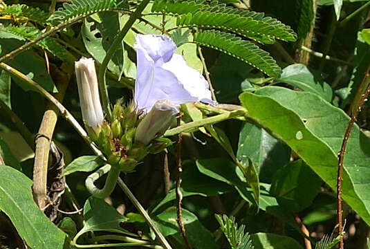 Imagem de Jacquemontia blanchetii Moric.