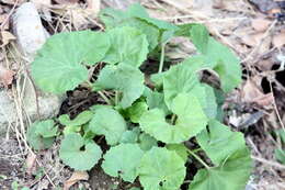 Image of Bog rhubarb