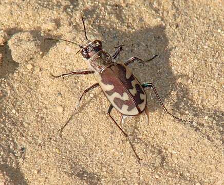 Image of Big Sand Tiger Beetle