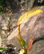 Image of Bulbophyllum occultum Thouars