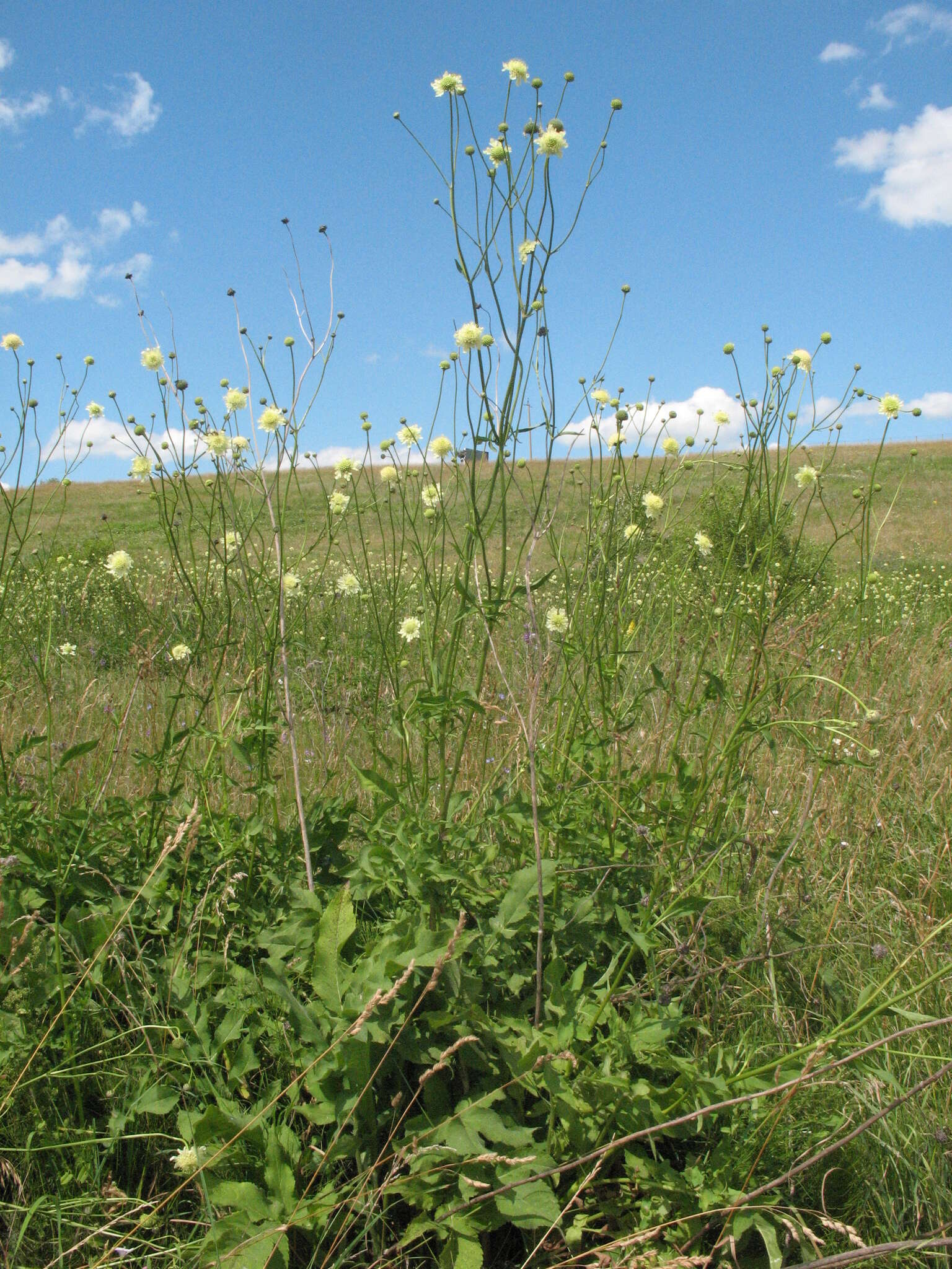 Image of Cephalaria litvinovii Bobrov