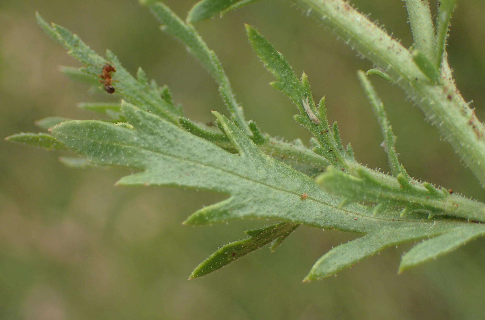 Image of Osteospermum muricatum subsp. muricatum