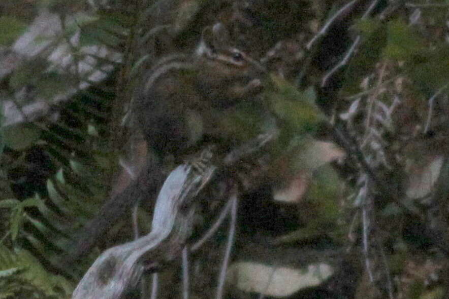 Image of Allen’s Chipmunk