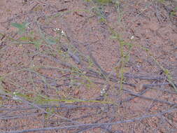 Image of Heliotropium ciliatum Kaplan