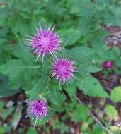 Image of Klasea quinquefolia (Willd.) Greuter & Wagenitz