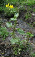 Image of Erythranthe guttata (DC.) G. L. Nesom