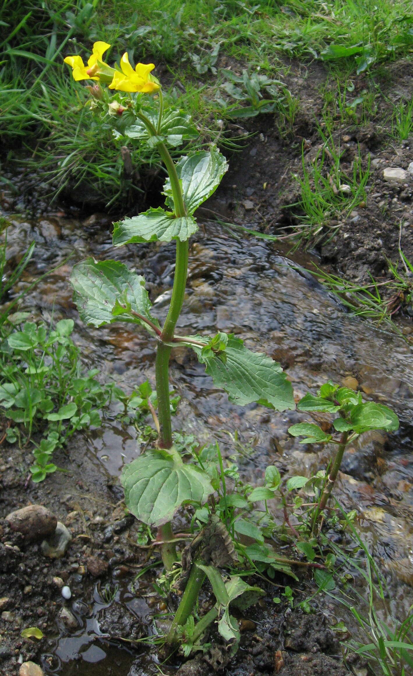 Image of Erythranthe guttata (DC.) G. L. Nesom