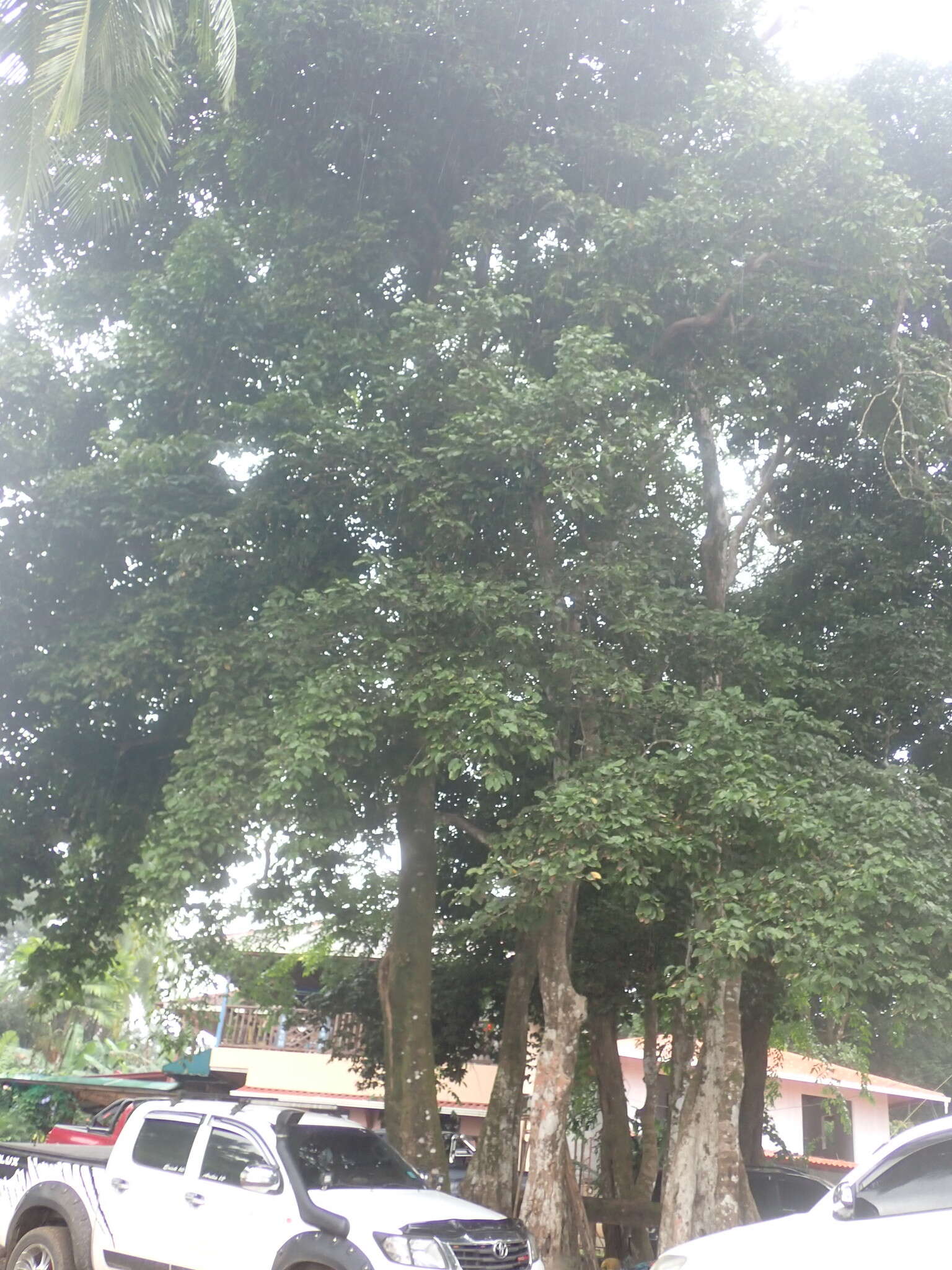 Image of dragonsblood tree