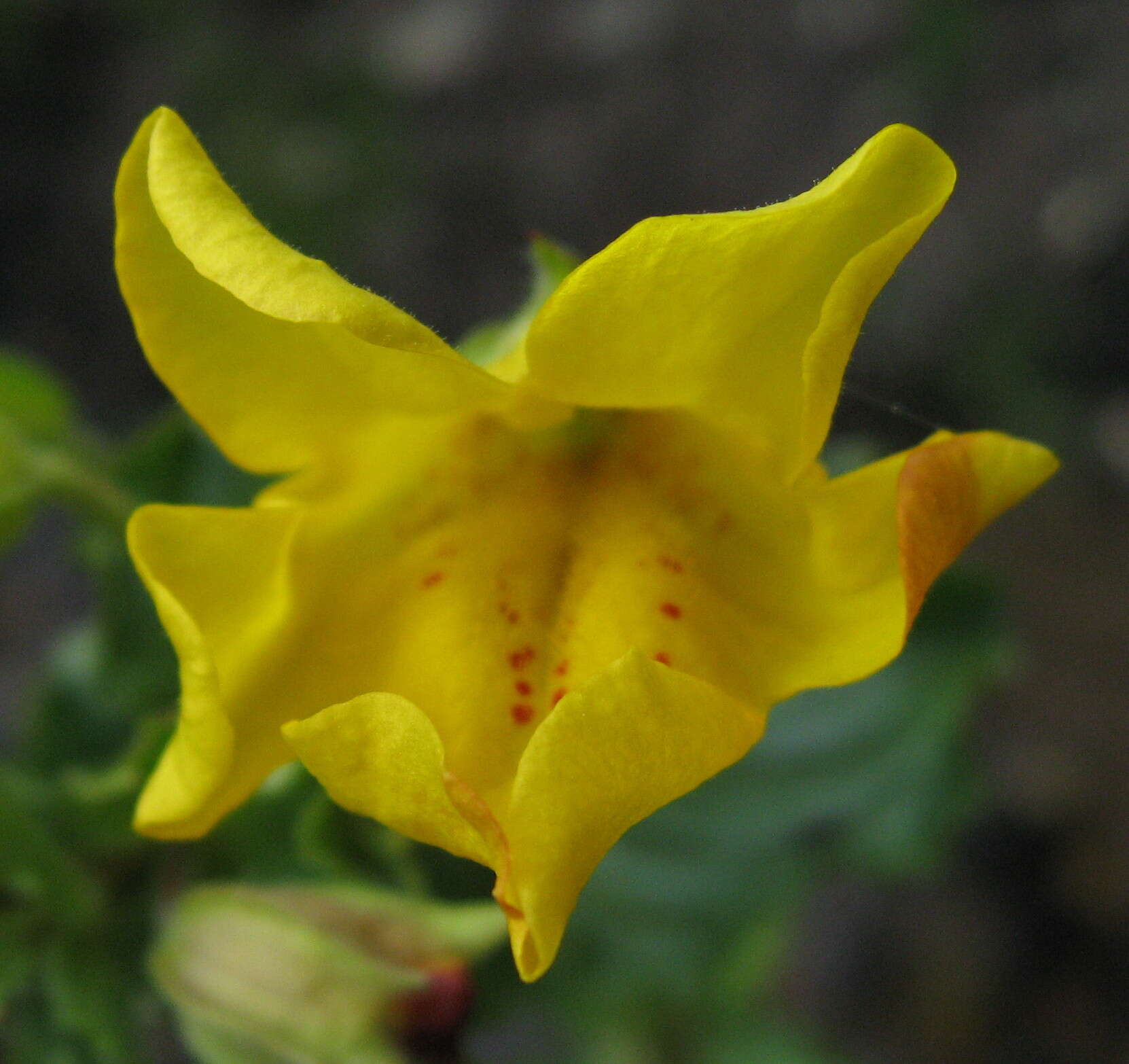 Image of Erythranthe guttata (DC.) G. L. Nesom