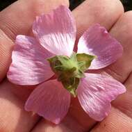 Image of palm-leaf marshmallow