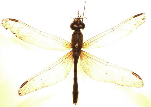 Image of Red Percher Dragonfly