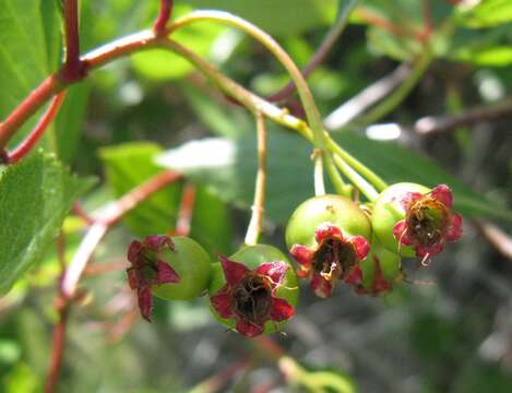 Image of river hawthorn