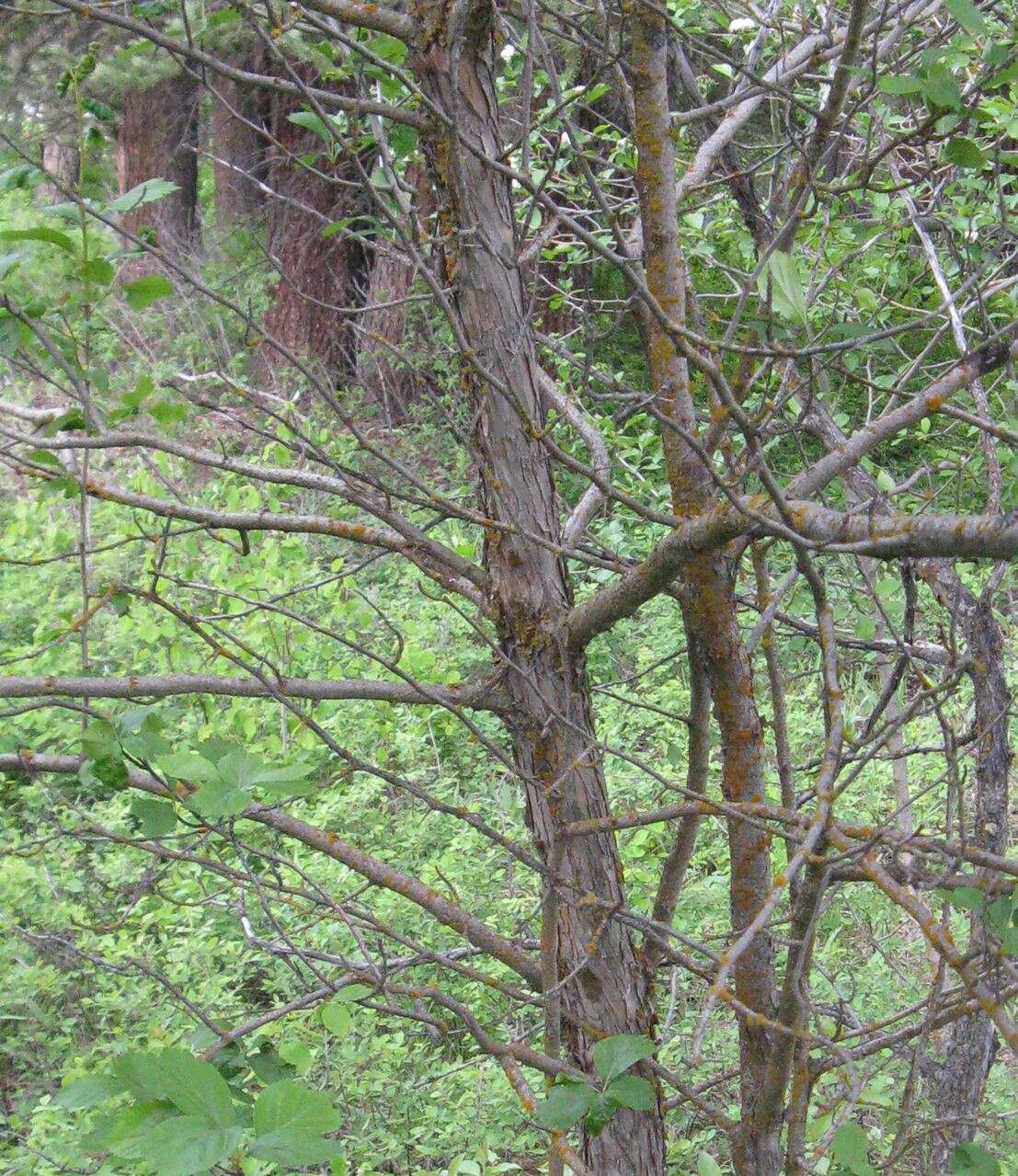 Image of black hawthorn