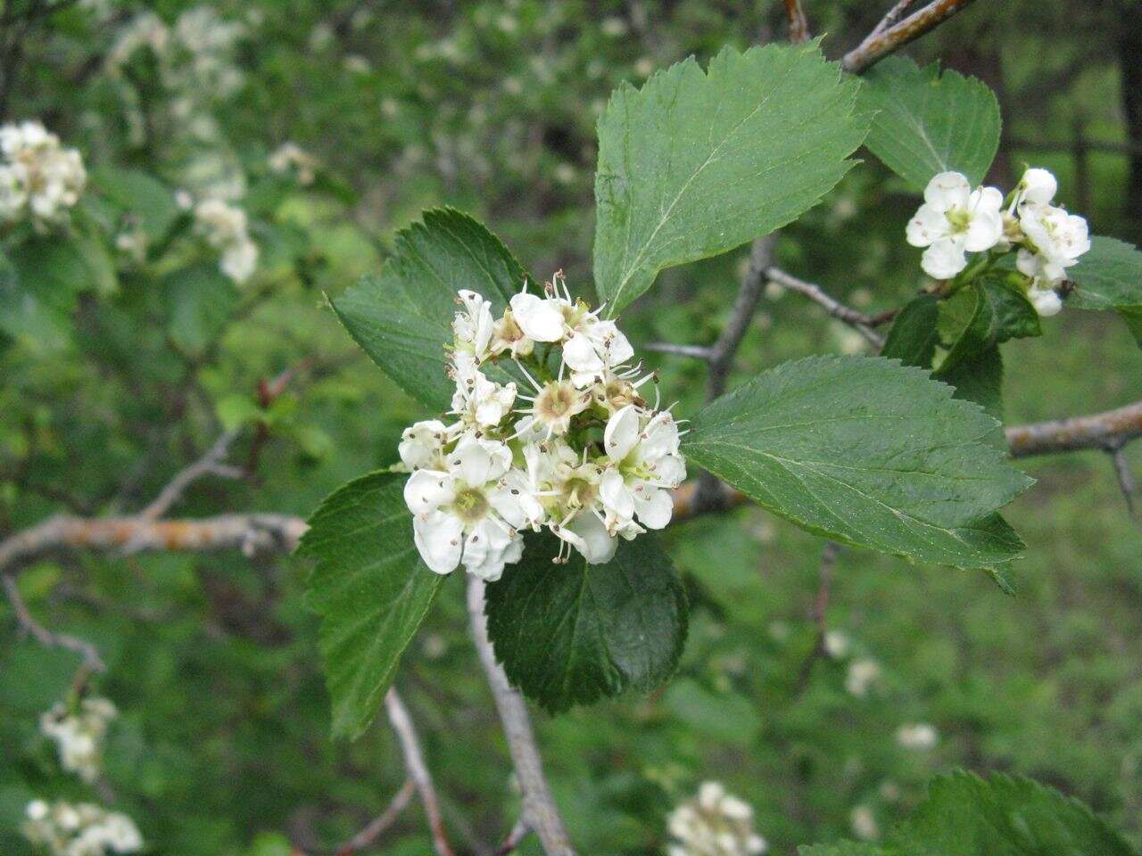 Image of black hawthorn