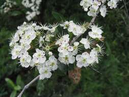 Image of Cockspur Hawthorn