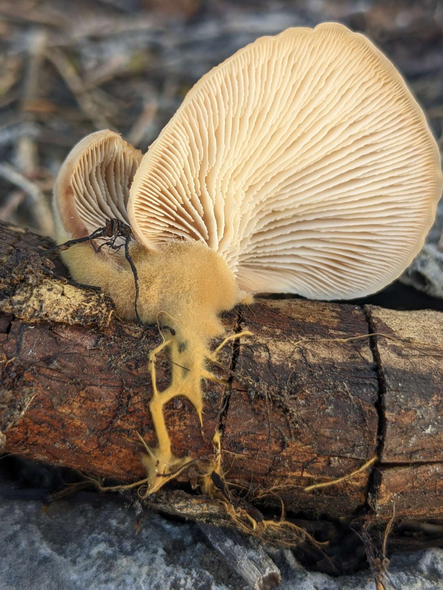 Image of Lentinellus montanus O. K. Mill. 1965